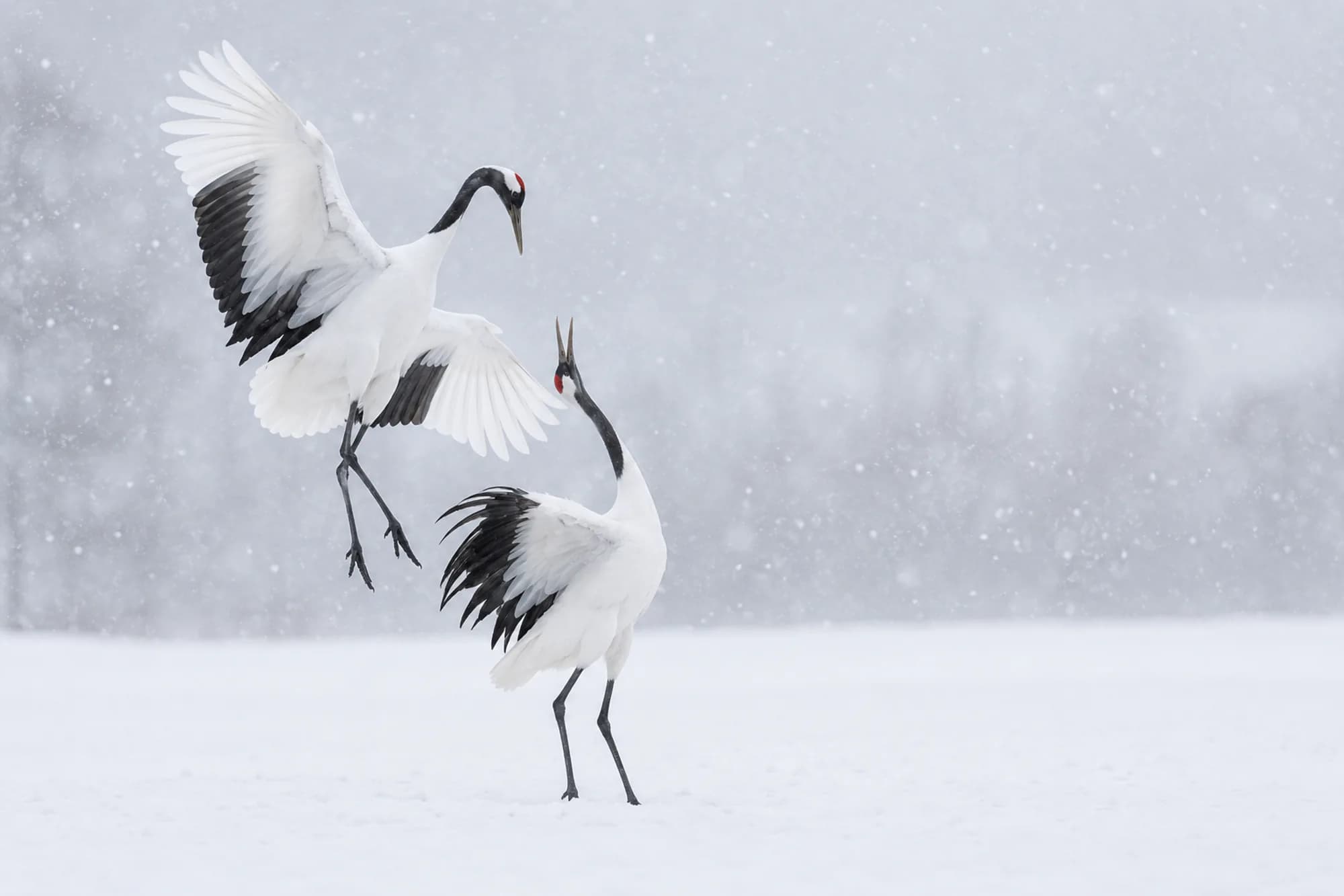Two red-crowned cranes dancing in falling snow
