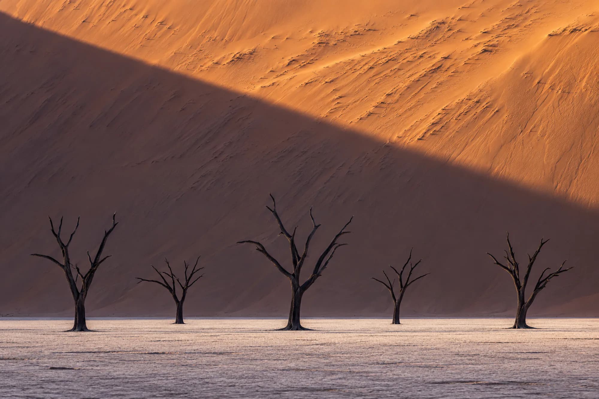 Black dead trees on a white clay pan in front of a half-lit orange dune
