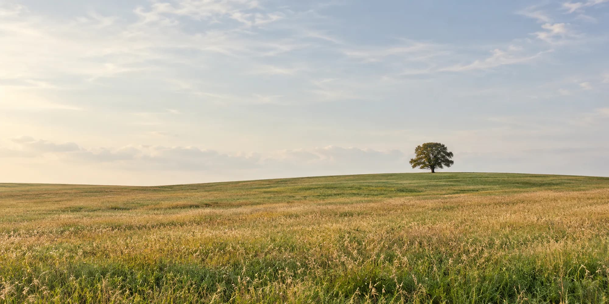 A single tree at the edge of a long field