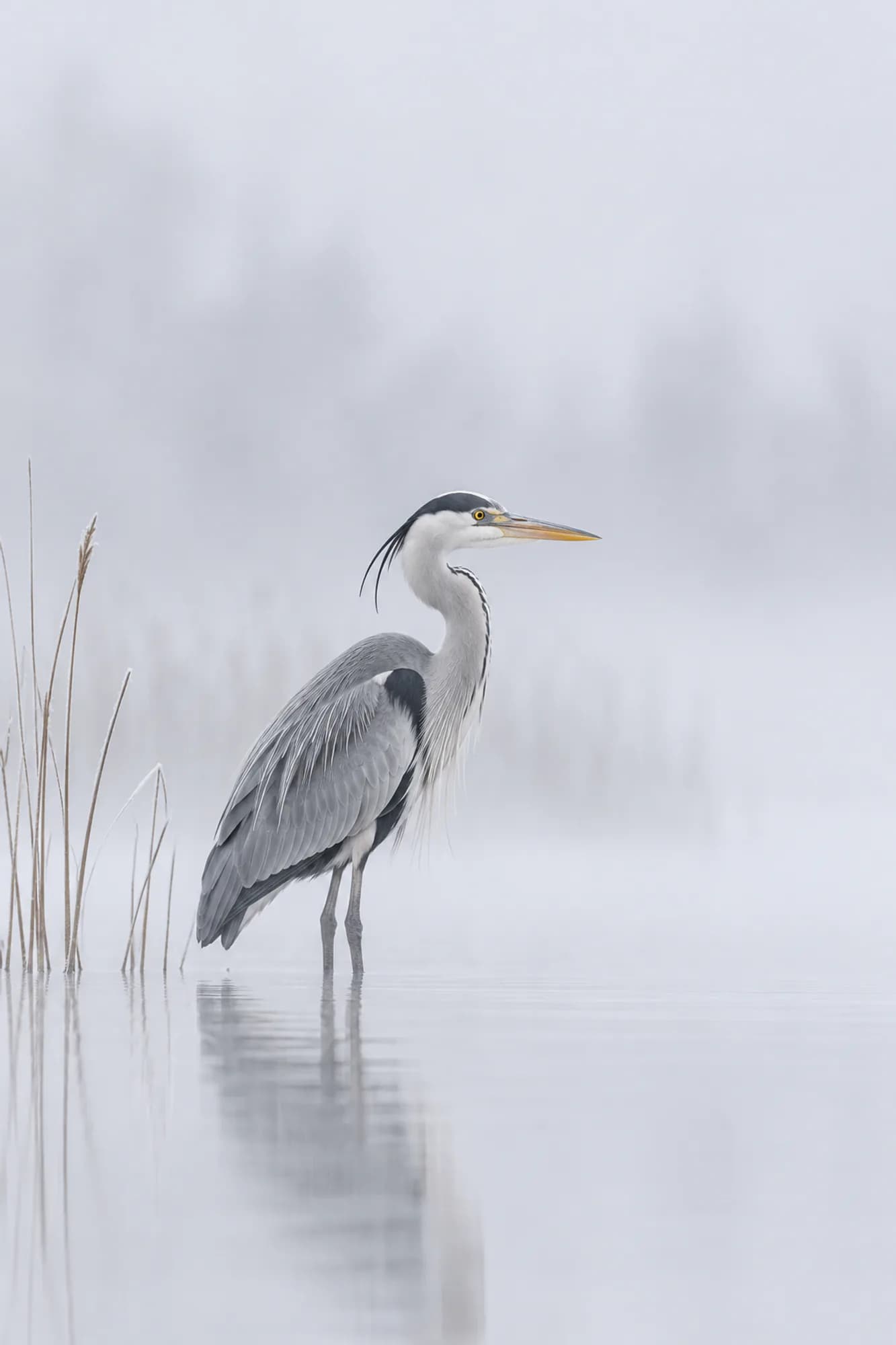 A grey heron standing in shallow water in dense fog among a few reeds