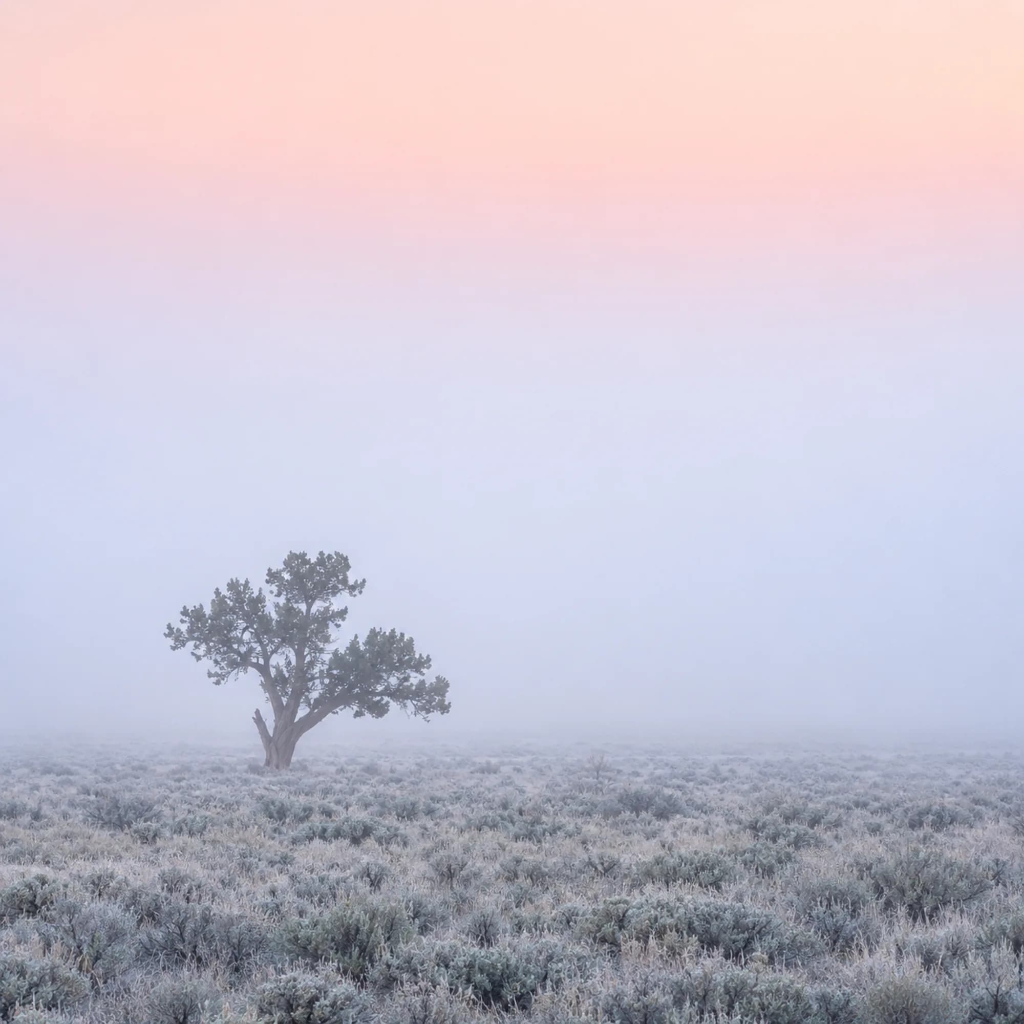 A single juniper tree on a flat plain dissolving into white fog