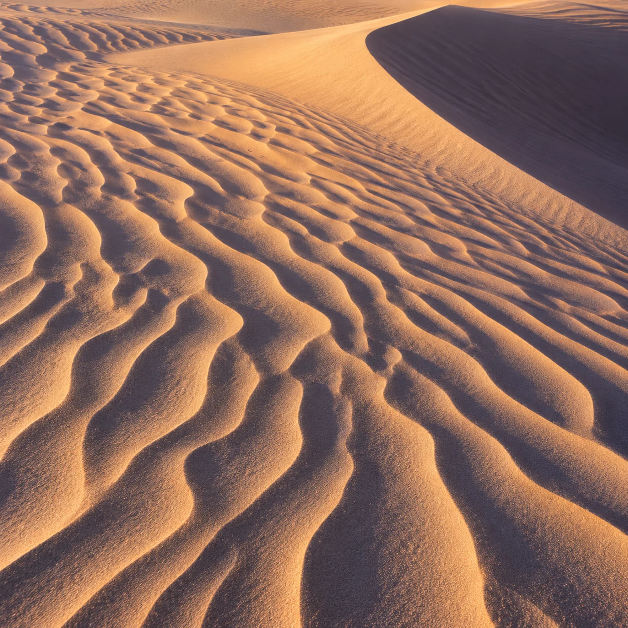 Wind ripples across white gypsum sand in low warm light