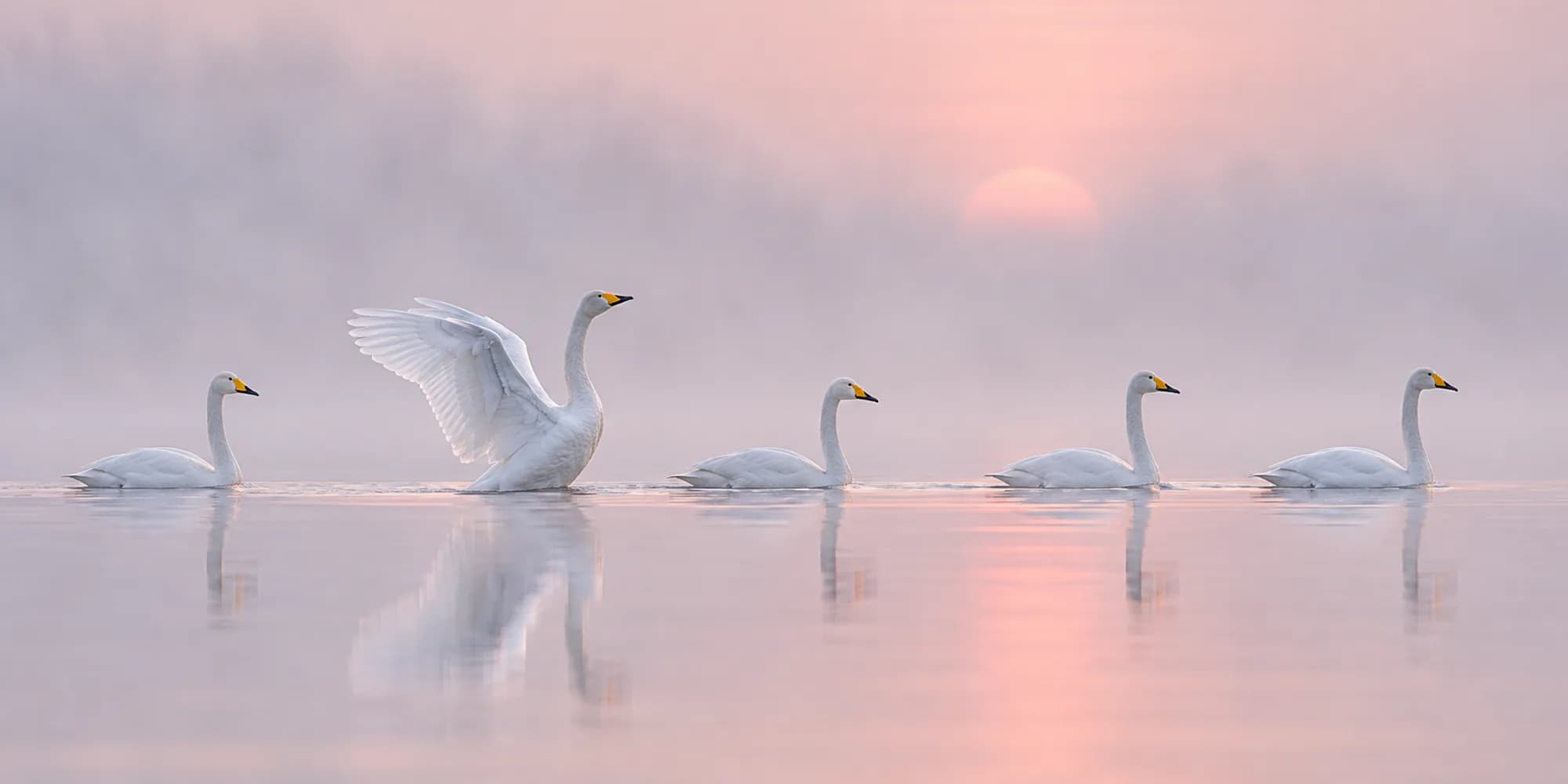 Five whooper swans on a misty lake at dawn with pink light on the water