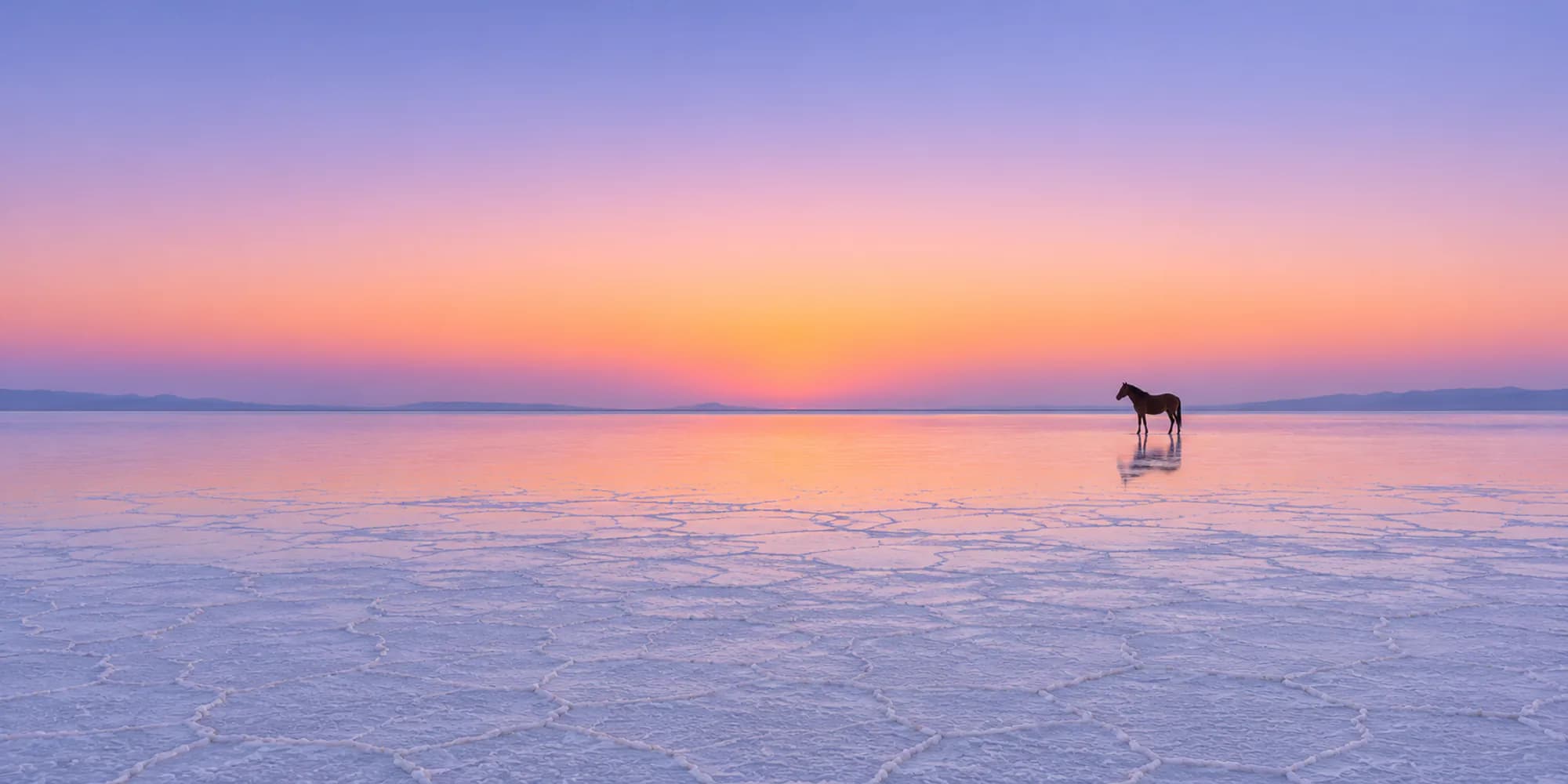 A lone wild horse standing far out on a pale desert playa before sunrise